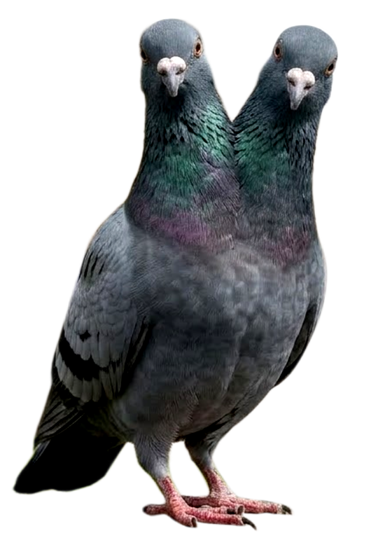 Two-Headed Pigeon